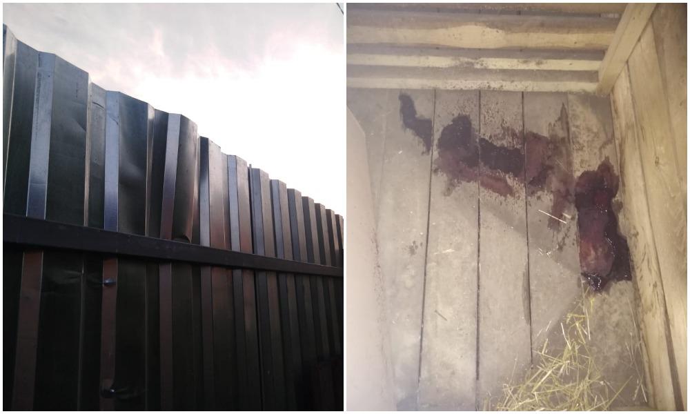 Фото «Он шёл убивать меня»: под Новосибирском зоозащитница подозревает соседа в расстреле 4 своих собак 5